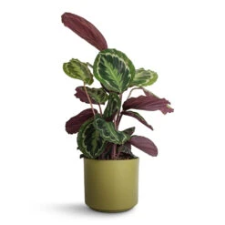 Calathea Roseopicta Medallion -Indoor Plant Store Calathea roseopicta Medallion 19x70cm Prague Plant Pot Olive 20x18cm 87d807aa 1163 4009 a06c 122257e2ca9e