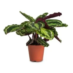 Calathea Roseopicta Medallion -Indoor Plant Store Calathea roseopicta Medallion 19x70cm cc3e27f7 50ad 4697 9b17 9f4f5c32e896