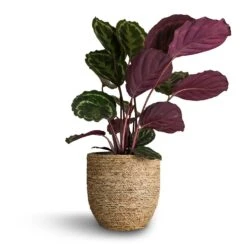 Calathea Roseopicta Medallion -Indoor Plant Store Calathea roseopicta Medallion 19x80cm Cody Plant Pot Straw Grass 27x26cm
