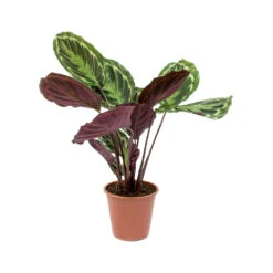 Calathea Roseopicta Medallion -Indoor Plant Store Calathea roseopicta Medallion