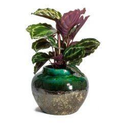 Calathea Roseopicta Medallion -Indoor Plant Store Calathea roseopicta Medallion Lindy Jar Plant Pot Black Green 09fc6653 2cfe 438d 925e 78cd39c067e5