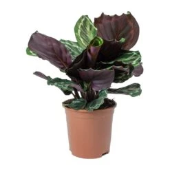 Calathea Roseopicta Medallion -Indoor Plant Store Calathea roseopicta Medallion Small