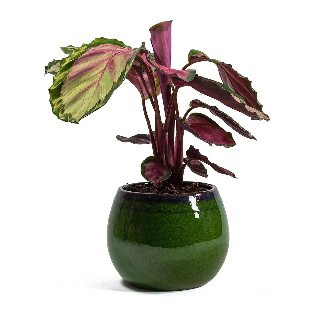 Charlotte Plant Pot - Green 10 Charlotte Plant Pot - Green - Image 10