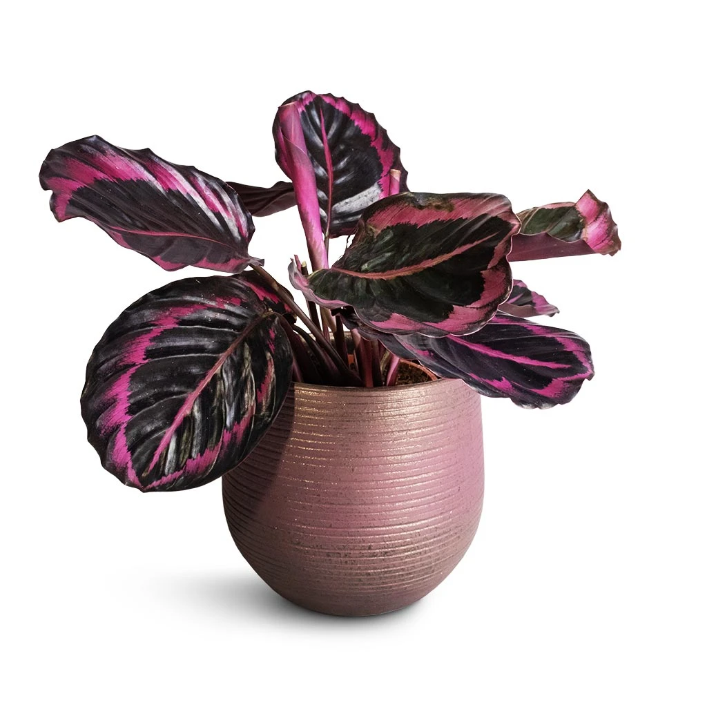 Lydia Plant Pot - Shiny Purple 17 Lydia Plant Pot - Shiny Purple - Image 17