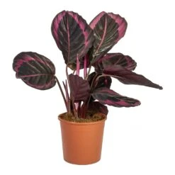 Calathea Roseopicta Surprise Star - Rose Painted Calathea 8 Calathea Roseopicta Surprise Star - Rose Painted Calathea -Indoor Plant Store Calathea roseopicta Surprise Star Rose Painted Calathea