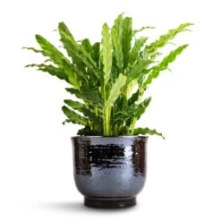 Jayla Plant Pot - Espresso 15 Jayla Plant Pot - Espresso -Indoor Plant Store Calathea rufibarba Bluegrass Velvet Calathea 12x40cm Jayla Plant Pot Espresso 17x14cm 1