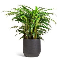 Norell Plant Pot - Black 24 Norell Plant Pot - Black -Indoor Plant Store Calathea rufibarba Bluegrass Velvet Calathea 17x60cm Norell Plant Pot Black 21x20cm 2a568be6 cb39 4ca2 b7da a472101109d8