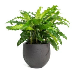 Mini Orb Kevan Plant Pot - Black Washed 19 Mini Orb Kevan Plant Pot - Black Washed -Indoor Plant Store Calathea rufibarba Green Velvet Calathea Mini Orb Kevan Plant Pot Black Washed 10765077 ef0b 4d1a a7e8 fa4cdaf60a7d