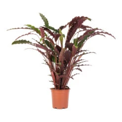 Calathea Rufibarba - Velvet Calathea -Indoor Plant Store Calathea rufibarba Velvet Calathea 19x70cm