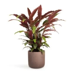 Calathea Rufibarba - Velvet Calathea -Indoor Plant Store Calathea rufibarba Velvet Calathea 19x70cm Charlie Plant Pot Ash Brown 25x24cm