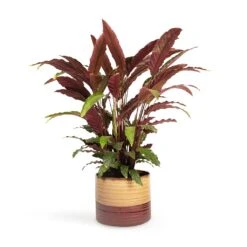 Calathea Rufibarba - Velvet Calathea -Indoor Plant Store Calathea rufibarba Velvet Calathea 19x70cm Didi Plant Pot Matt Brown 25x21cm
