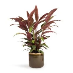 Calathea Rufibarba - Velvet Calathea -Indoor Plant Store Calathea rufibarba Velvet Calathea 19x70cm Jordy Plant Pot Forest Green 23x21cm