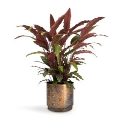 Calathea Rufibarba - Velvet Calathea -Indoor Plant Store Calathea rufibarba Velvet Calathea 19x70cm Minou Metal Plant Pots Set3 Copper Black e9671262 9e3e 4a72 ae6b 2fe42f0405cd