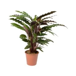 Calathea Rufibarba - Velvet Calathea -Indoor Plant Store Calathea rufibarba Velvet Calathea