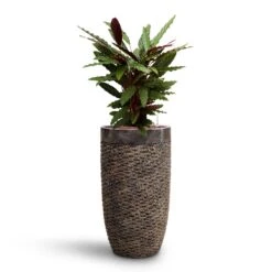 Luxe Lite Layer Partner Planter - Bronze -Indoor Plant Store Calathea rufibarba Velvet Calathea HydroCare Luxe Lite Layer Partner Planter Bronze b0df9dca 2ace 48d1 bca5 388205592022