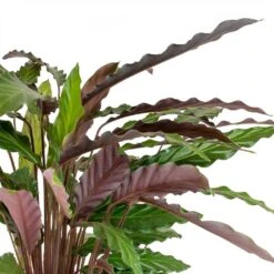 Calathea Rufibarba - Velvet Calathea -Indoor Plant Store Calathea rufibarba Velvet Calathea Leaves