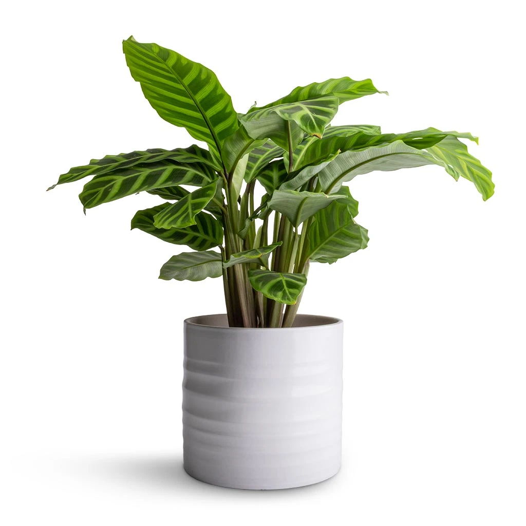 Hadleigh Plant Pot - White 5 Hadleigh Plant Pot - White - Image 5