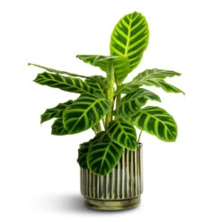 Nella Plant Pot - Forest -Indoor Plant Store Calathea zebrina Zebra Plant 14x45cm Nella Plant Pot Forest 16x15cm ae4125e6 4e7b 4f8c b31e 6ccbf1c6d32c
