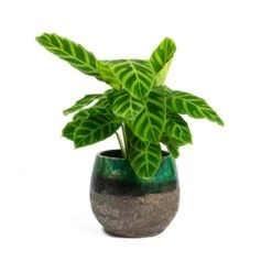 Lindy Plant Pot - Black Green -Indoor Plant Store Calathea zebrina Zebra Plant Lindy Plant Pot Black Green