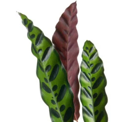 Calathea Lancifolia - Rattlesnake Plant 20 Calathea Lancifolia - Rattlesnake Plant -Indoor Plant Store Calathealancifolia RattlesnakePlant 1