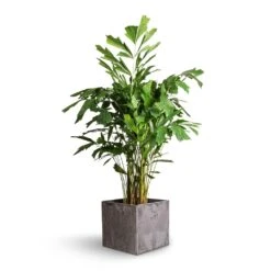Caryota Mitis - Fish Tail Palm 8 Caryota Mitis - Fish Tail Palm -Indoor Plant Store Caryota mitis Fish Tail Palm 21x100cm Maud Artstone Plant Pot Grey 32x32x29cm