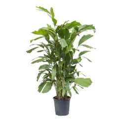 Caryota Mitis - Fish Tail Palm 9 Caryota Mitis - Fish Tail Palm -Indoor Plant Store Caryota mitis Fish Tail Palm 24cm