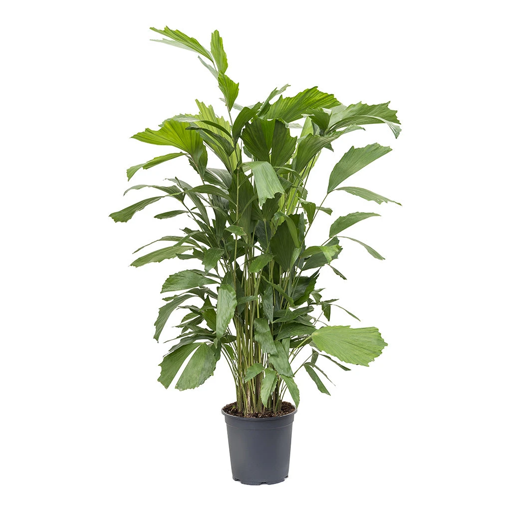 Caryota Mitis - Fish Tail Palm 4 Caryota Mitis - Fish Tail Palm - Image 4