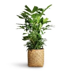 Zayn Bamboo Planter -Indoor Plant Store Caryota mitis Fish Tail Palm 24x115cm Zayn Bamboo Planter 31.5x33cm 2 8c91a857 9056 4fc9 91bb 49927de47e7f