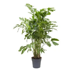 Caryota Mitis - Fish Tail Palm 10 Caryota Mitis - Fish Tail Palm -Indoor Plant Store Caryota mitis Fish Tail Palm 27cm