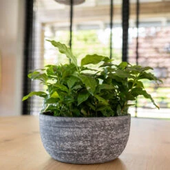 Cas Plant Bowl - Anthracite 7 Cas Plant Bowl - Anthracite -Indoor Plant Store CasPlantBowl Anthracite 1