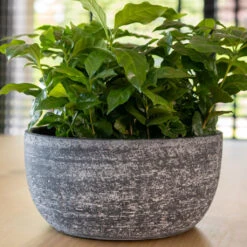 Cas Plant Bowl - Anthracite 8 Cas Plant Bowl - Anthracite -Indoor Plant Store CasPlantBowl Anthracite 3