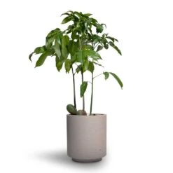 Suzi Plant Pot - Grey Washed -Indoor Plant Store Castanospermum australe Moreton Bay Chestnut 12x45cm Suzi Plant Pot Grey Washed 15x16 1