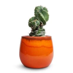 Charlotte Plant Pot - Orange 21 Charlotte Plant Pot - Orange -Indoor Plant Store Cereus forbesii spiralis Spiralled Cereus 10x20cm Charlotte Plant Pot Orange 19x16cm