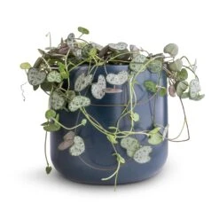 Ceropegia Woodii - String Of Hearts -Indoor Plant Store Ceropegia woodii String of Hearts 12x25cm no hanger Lisbon Plant Pot Navy 13x13cm