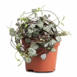 Ceropegia Woodii - String Of Hearts -Indoor Plant Store Ceropegia woodii String of Hearts 12x25cm no hanger