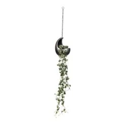 Ceropegia Woodii - String Of Hearts -Indoor Plant Store Ceropegia woodii String of Hearts 14x30cm Gradient Hanging Cocoon Matt Grey 20x24cm
