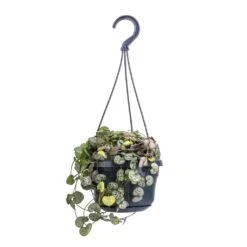 Ceropegia Woodii - String Of Hearts -Indoor Plant Store Ceropegia woodii String of Hearts 14x30cm no hanger 4a520238 4e5a 4654 b668 1c8fee9d3611