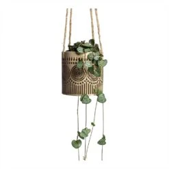 Ceropegia Woodii - String Of Hearts -Indoor Plant Store Ceropegia woodii String of Hearts 8x20cm no hanger Syb Hanging Planters Set of 2 Gold