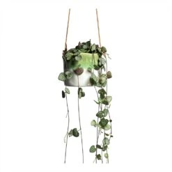 Ceropegia Woodii - String Of Hearts -Indoor Plant Store Ceropegia woodii String of Hearts 8x20cm no hanger Wave Hanging Indoor Pot