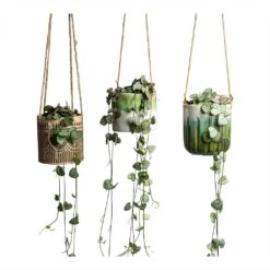 Ceropegia Woodii - String Of Hearts -Indoor Plant Store Ceropegia woodii String of Hearts 8x20cm no hanger in 3 pots