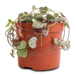 Ceropegia Woodii - String Of Hearts -Indoor Plant Store Ceropegia woodii String of Hearts 8x20cm no hanger