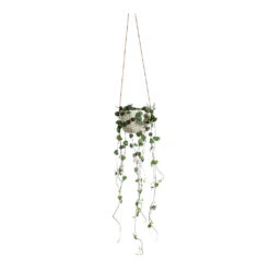 Ceropegia Woodii - String Of Hearts -Indoor Plant Store Ceropegia woodii String of Hearts Dot Hanging Indoor Pot