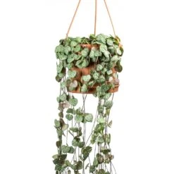 Ceropegia Woodii - String Of Hearts -Indoor Plant Store Ceropegia woodii String of Hearts Large Leaves