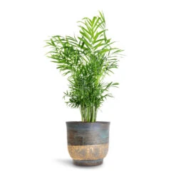 Aico Plant Pot - Shiny Blue -Indoor Plant Store Chamaedorea elegans Parlour Palm 17x60cm Aico Plant Pot Shiny Blue 22x20cm 84a0fdd1 aeb1 4901 9e78 1b8df009c117