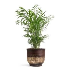 Aico Plant Pot - Shiny Brown -Indoor Plant Store Chamaedorea elegans Parlour Palm 17x60cm Aico Plant Pot Shiny Brown 22x20cm 1062ebd0 5a9c 4659 8ce0 17940e6787de