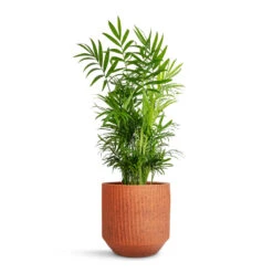Solento Plant Pot - Terracotta Speckle 9 Solento Plant Pot - Terracotta Speckle -Indoor Plant Store Chamaedorea elegans Parlour Palm 17x60cm Solento Plant Pot Terracotta Speckle 20x18.5cm