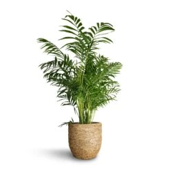 Cody Plant Pot - Straw Grass -Indoor Plant Store Chamaedorea elegans Parlour Palm 20x100cm Cody Plant Pot Straw Grass 27x26cm bfdee9e1 64f1 48d1 b176 1aded2a0a097