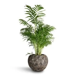 Luxe Lite Moon Globe Planter - Bronze -Indoor Plant Store Chamaedorea elegans Parlour Palm 20x100cm Luxe Lite Moon Globe Planter Bronze 33x24cm