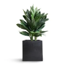 Fleur Natural Planter - Black -Indoor Plant Store Chamaedorea metallica Metallic Palm 21x70cm Fleur Natural Planter Black 25x25x25cm