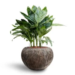 Luxe Lite Waterfall Globe Planter - Bronze -Indoor Plant Store Chamaedorea metallica Metallic Palm Hydroculture Luxe Lite Waterfall Globe Planter Bronze